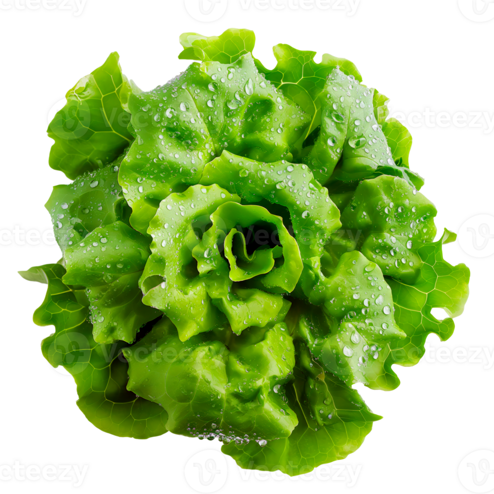 Fresh ripe green lettuce salad leaves isolated on transparent background. png