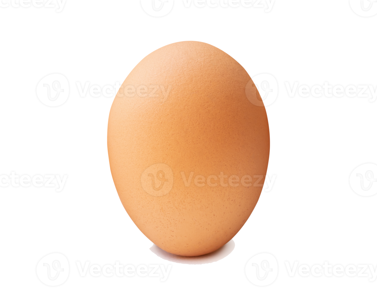 Front view of single brown chicken egg standing isolated with clipping path and shadow in file format png