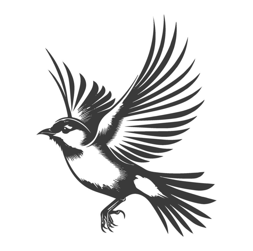 Black and white bird with wings spread out in flight isolated , vector