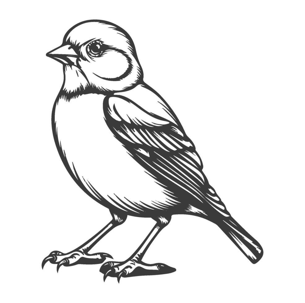 Black and white bird with wings spread out in flight isolated , vector