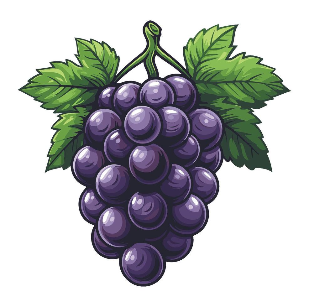 Purple grapes on a vine with green leaves cartoon illustration , vector
