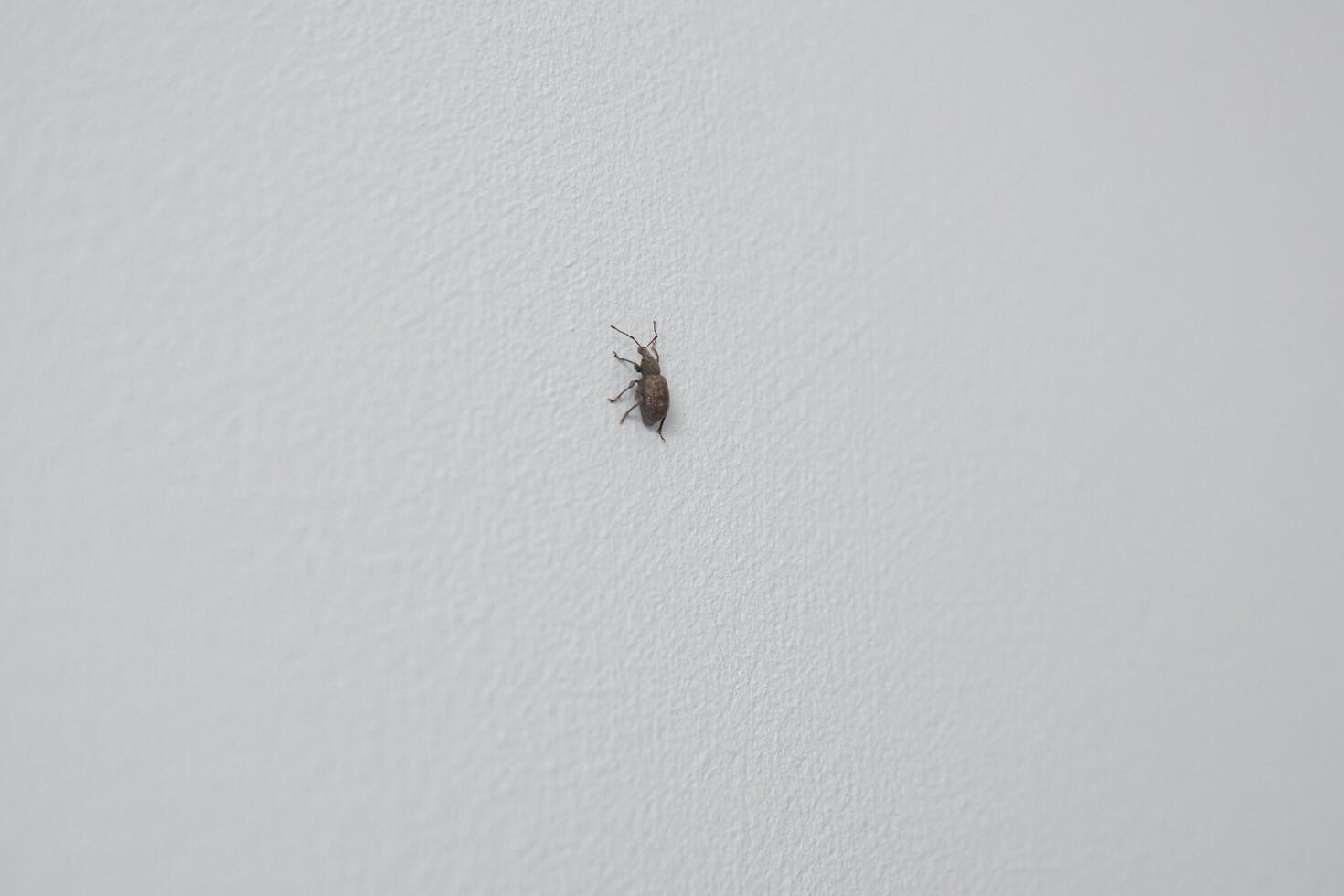 Rove beetle crawling along the white wall inside the house. photo