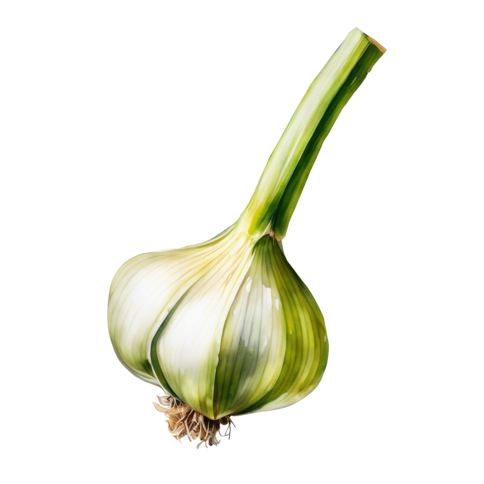 Watercolor fresh garlic vegetable ingredient cartoon clip art element illustration. Ai-generated png