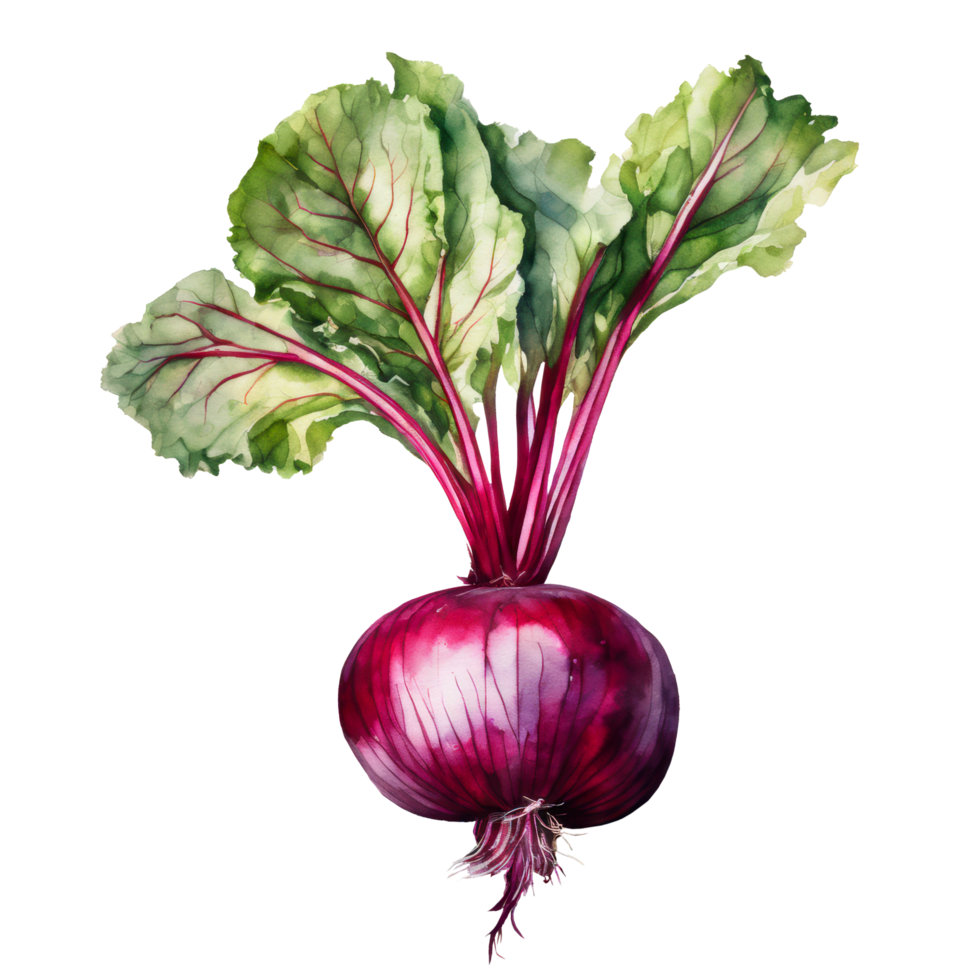 Watercolor fresh beetroot vegetable and fruit cartoon clip art element illustration. Ai-generated png