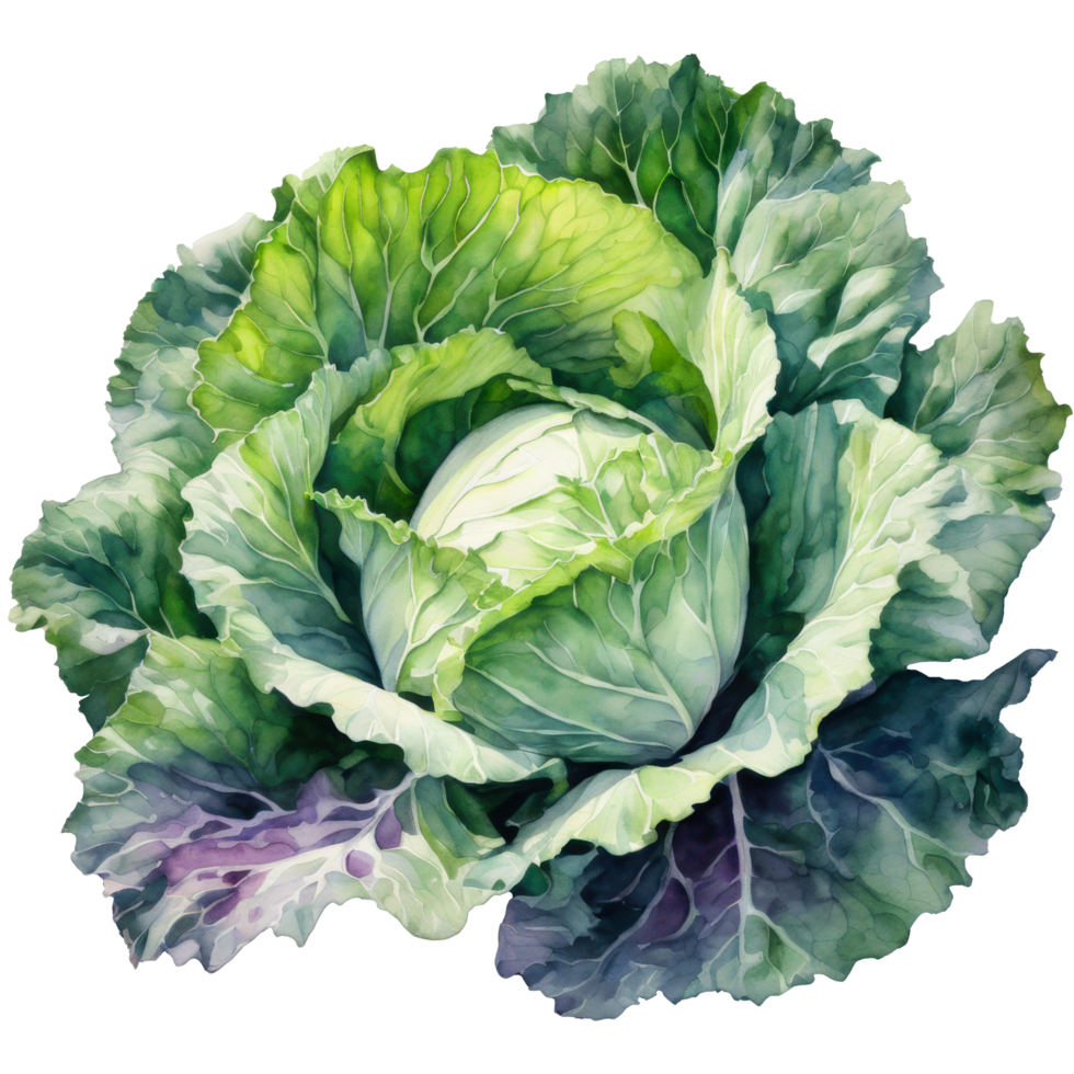 Watercolor fresh violet and green cabbage vegetable cartoon clip art element illustration. Ai-generated png