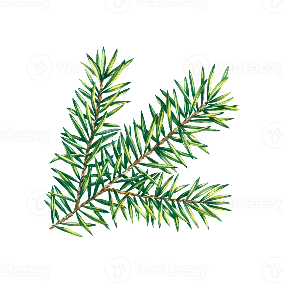 Christmas tree branch. Watercolor illustration. Isolate. For the design of postcards, packaging. png