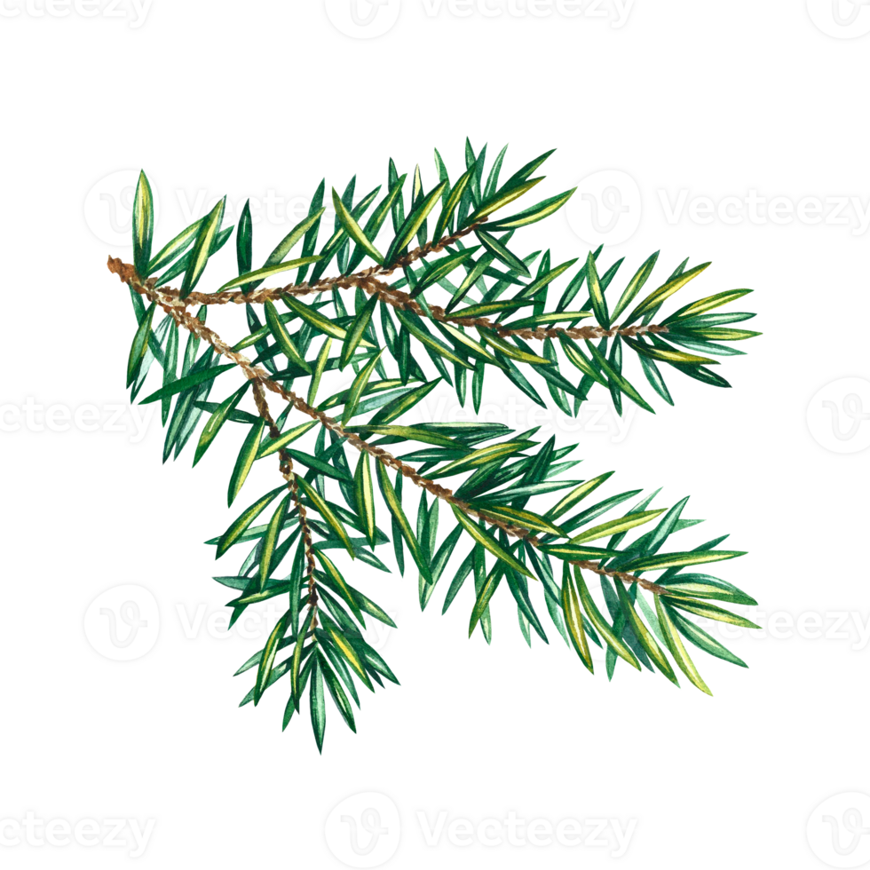 Christmas tree branch. Watercolor illustration. Isolate. For the design of postcards, packaging. png