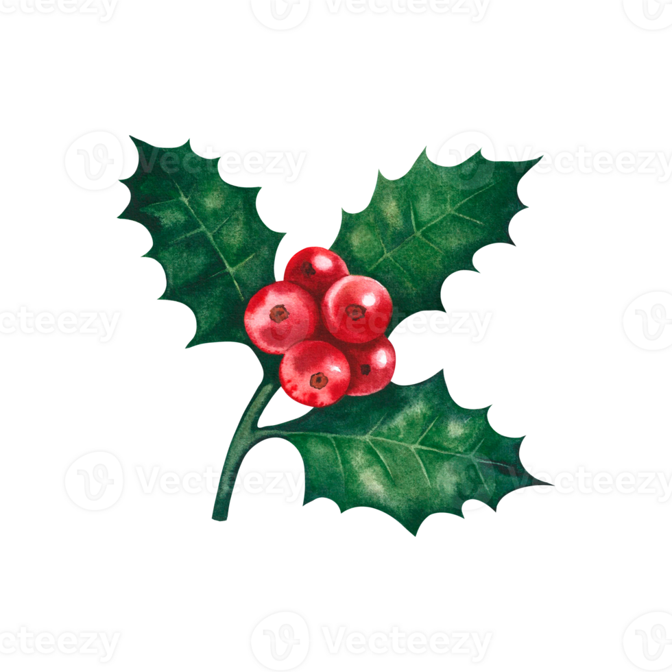 Holly Christmas berries. Watercolor illustration. Isolate. For the design of invitation and greeting cards, packaging png