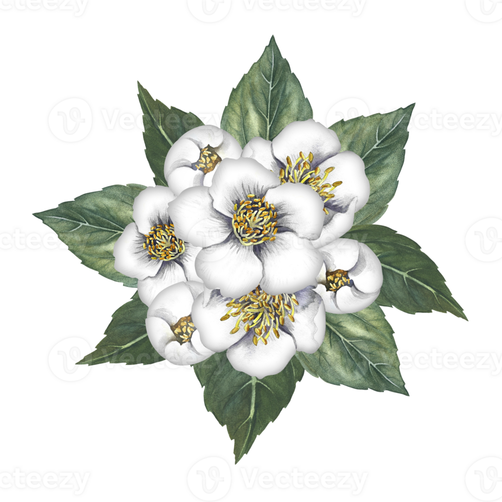 A bouquet of jasmine flowers with leaves. Spring fragrance jasmine. A hand-drawn watercolor illustration. Highlight it. An element for the design of packaging, postcards and labels. png
