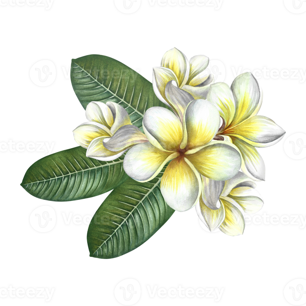 Plumeria. A bouquet of exotic tropical fragrant frangipani flowers. A hand-drawn watercolor illustration. An element of the design of packaging, postcards and labels. For banners, flyers, and posters. png