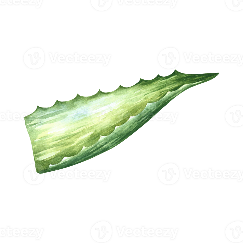 Aloe vera. Watercolor illustration. Sliced leaf of Aloe Vera. For labels and packaging of cosmetology, and medicine. png