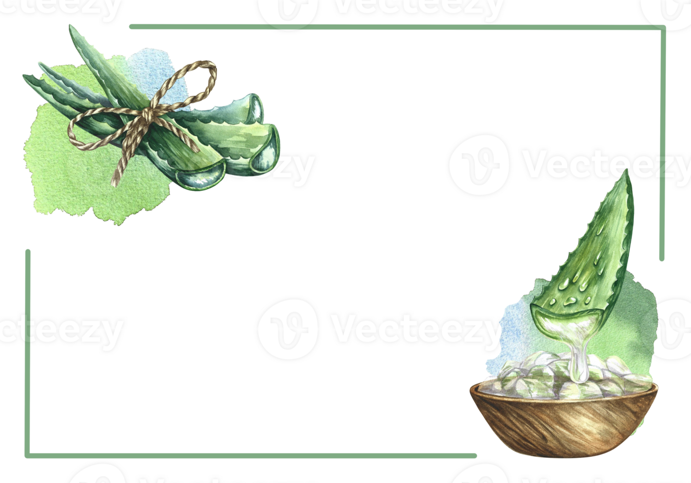 Aloe vera frame. Watercolor illustration. For labels and packaging of cosmetology, perfumery and medicine. png