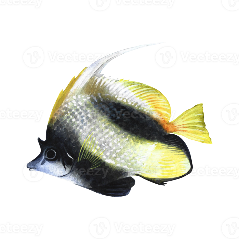 Marine, coral fish heniochus intermedius, butterfly fish. Watercolor hand drawn. Aquarium, tropical, reef fish. Concept for label, banner, flyer, brochure template. png