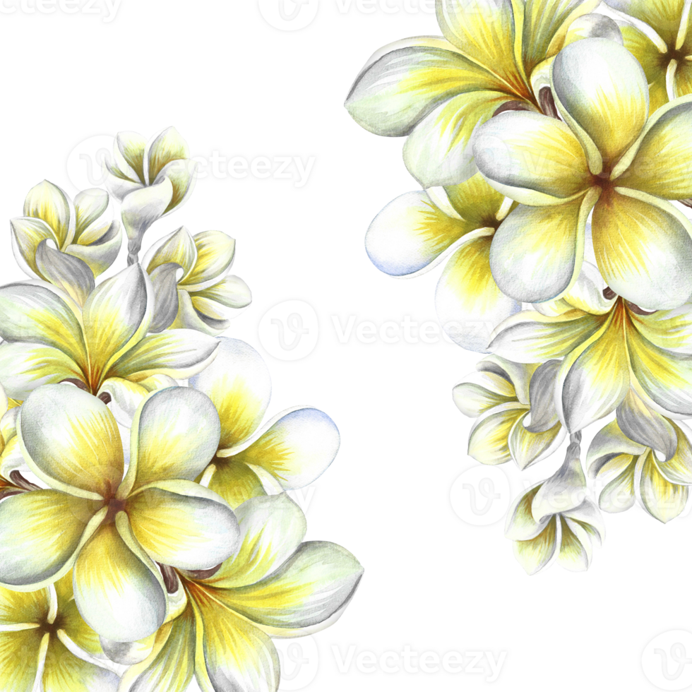 Plumeria. The frame is made of exotic tropical fragrant frangipani flowers. A watercolor illustration made by hand. An element of the design of packaging, postcards and labels. For banners, flyers. png