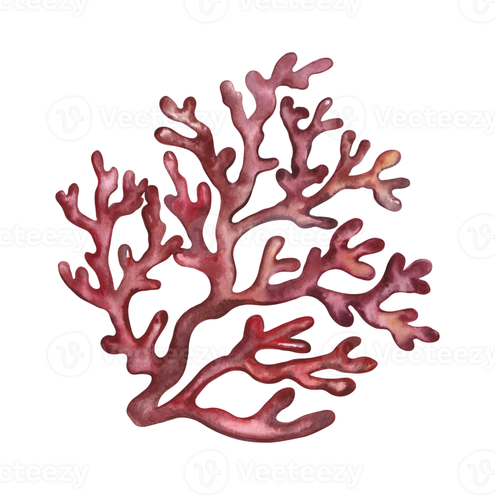 Beautiful red sea coral. illustration. Watercolor hand drawn. Aquarium, tropical, reef, isolate on white background. png