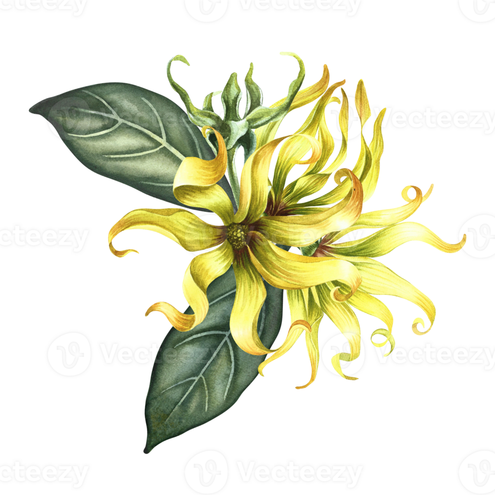 Kananga is fragrant. Ylang-ylang flowers. A bouquet of exotic fragrant yellow flowers with leaves. A hand-drawn watercolor illustration. A design element on an isolated background. png