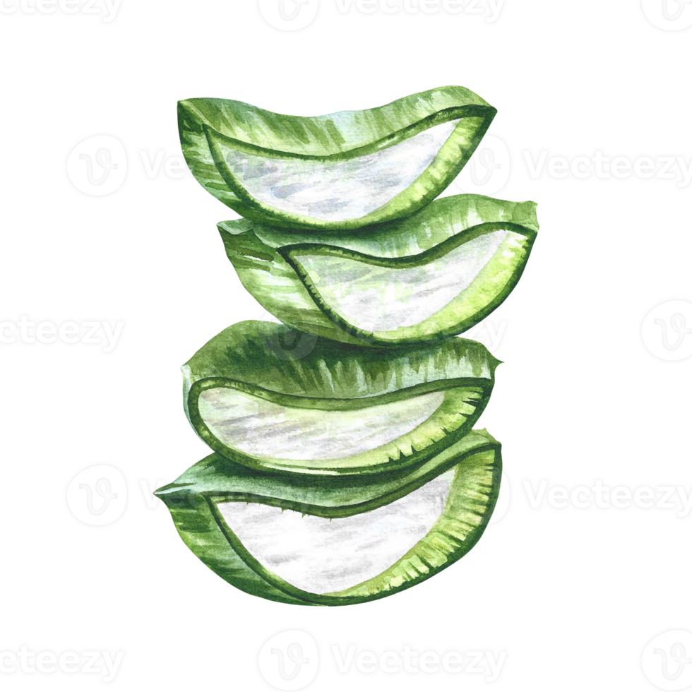 Aloe vera. Watercolor illustration. Sliced aloe vera slices. For labels and packaging of cosmetology and medicine png