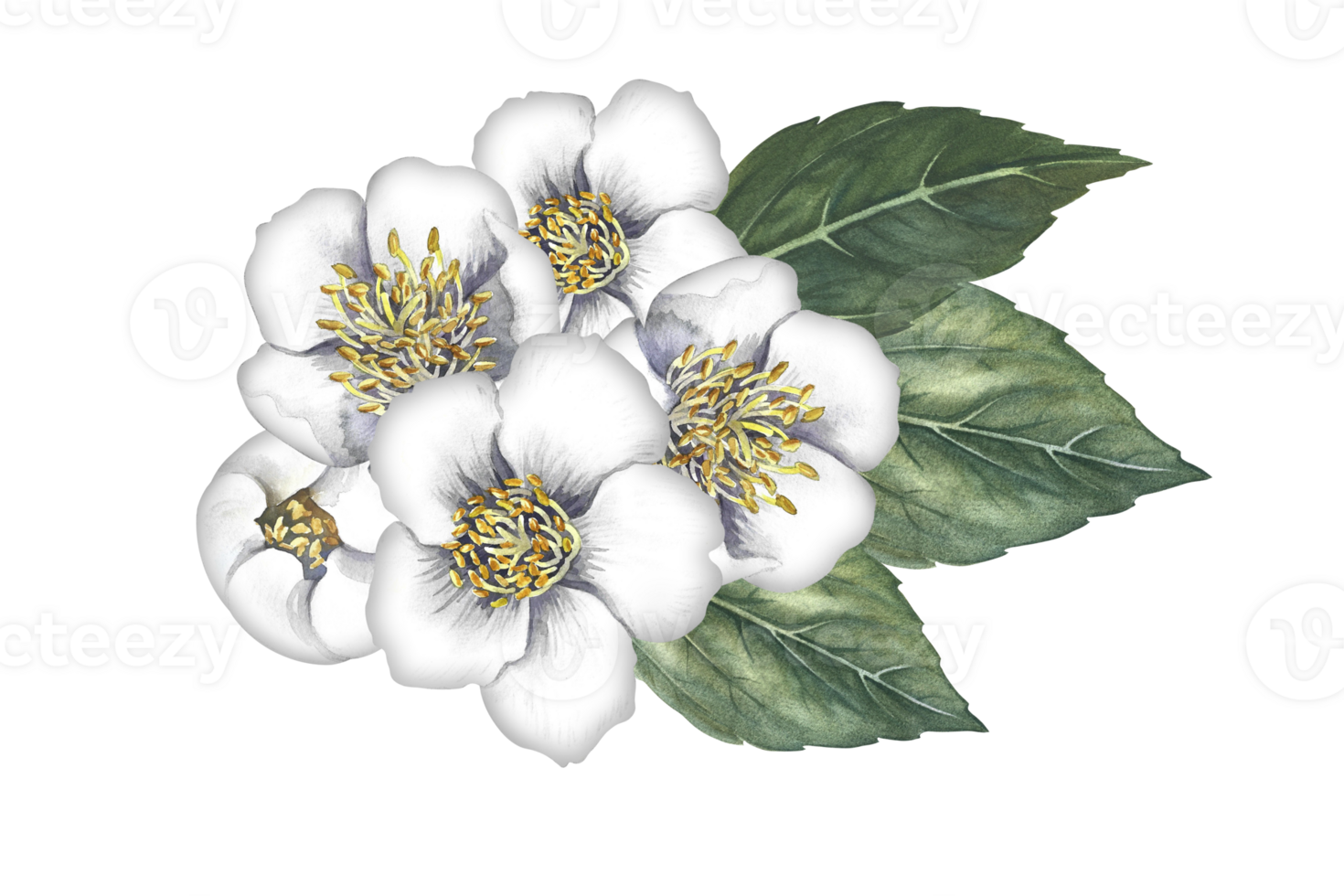 A bouquet of jasmine flowers with leaves. Spring fragrance jasmine. A hand-drawn watercolor illustration. Highlight it. An element for the design of packaging, postcards and labels. png
