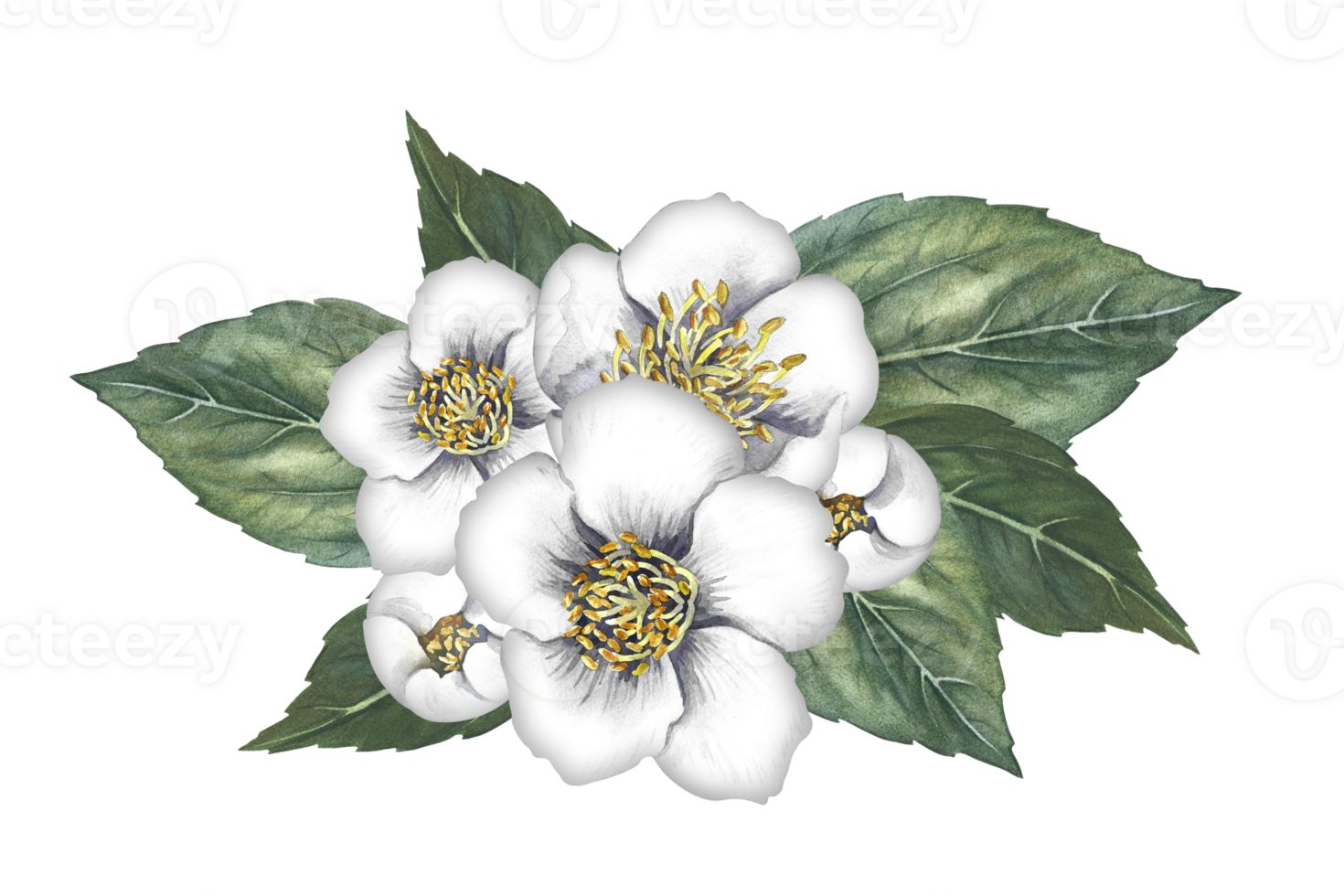 A bouquet of jasmine flowers with leaves. Spring fragrance jasmine. A hand-drawn watercolor illustration. Highlight it. An element for the design of packaging, postcards and labels. png