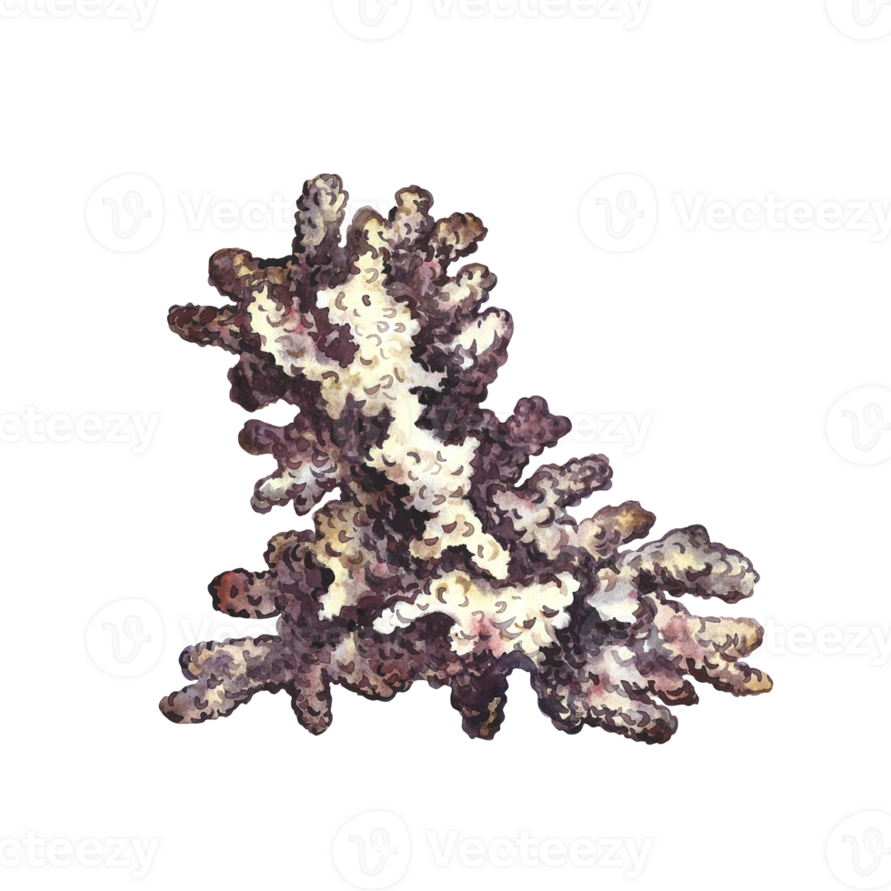 Coral frame. Undersea world. Watercolor hand drawn. Aquarium, tropical reef. Concept for label, business card and banner png