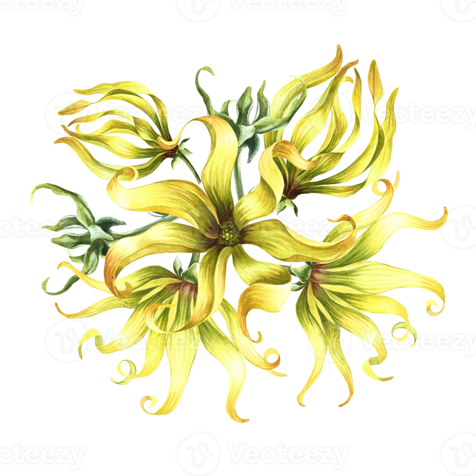 Kananga is fragrant. Ylang-ylang flowers. A bouquet of exotic fragrant yellow flowers. A hand-drawn watercolor illustration. A design element on an isolated background. png