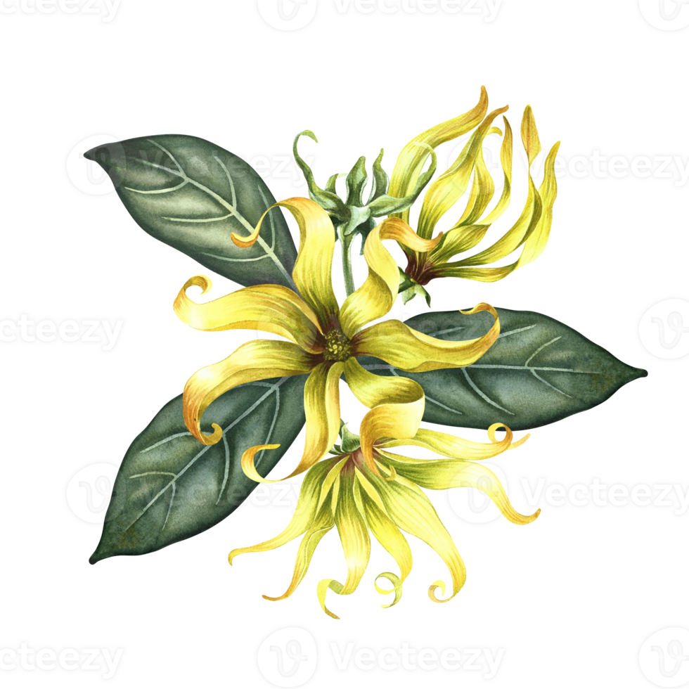 Kananga is fragrant. Ylang-ylang flowers. A bouquet of exotic fragrant yellow flowers with leaves. A hand-drawn watercolor illustration. A design element on an isolated background. png