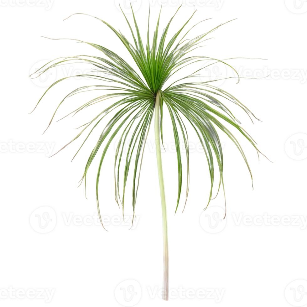 Ponytail palm leaf long thin curly leaf with prominent midrib Beaucarnea recurvata png