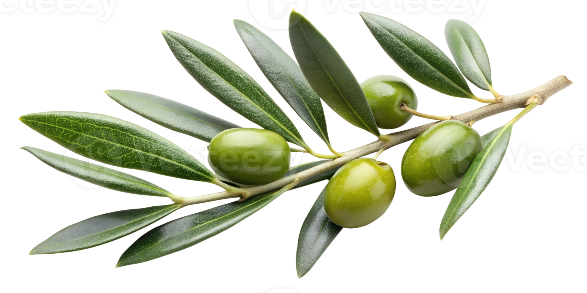 Close-up of olives with olive leaves isolated on background. format. png