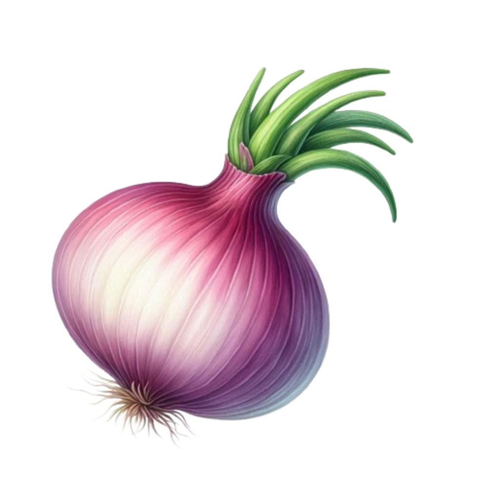 onion with leaves On White Background Transparent png