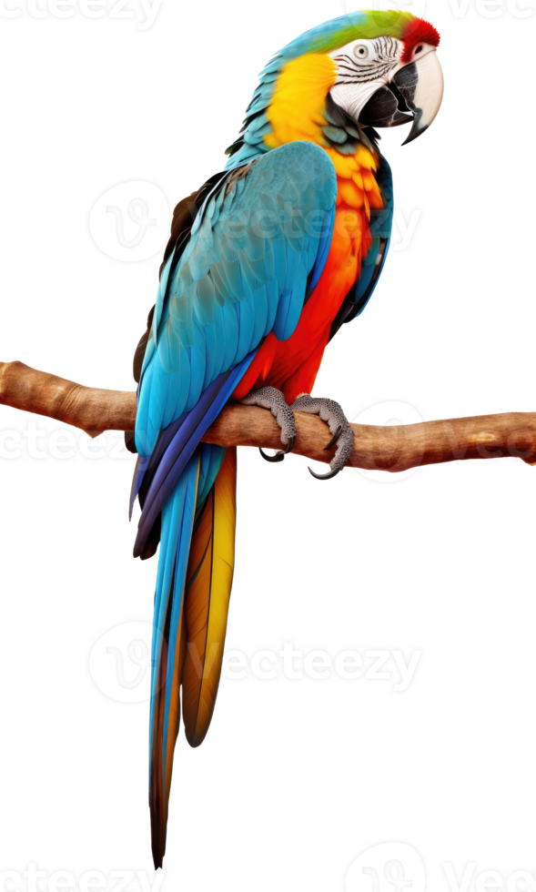 Macaw parrot on a branch isolated on transparent or white background, png