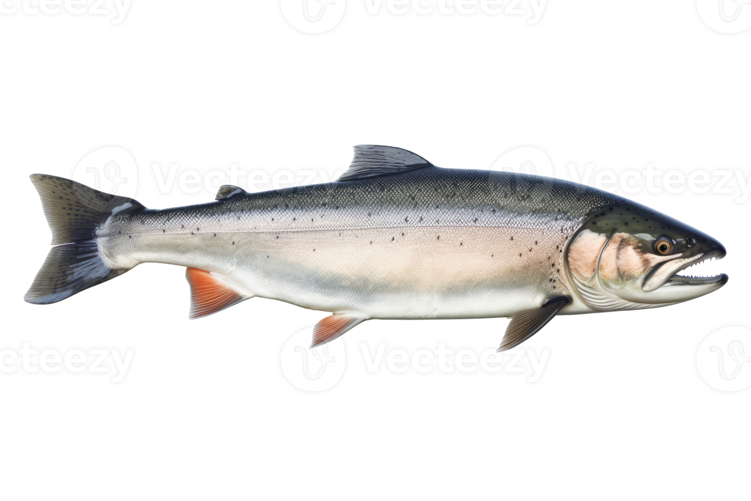 Salmon fish isolated on transparent background cutout. png