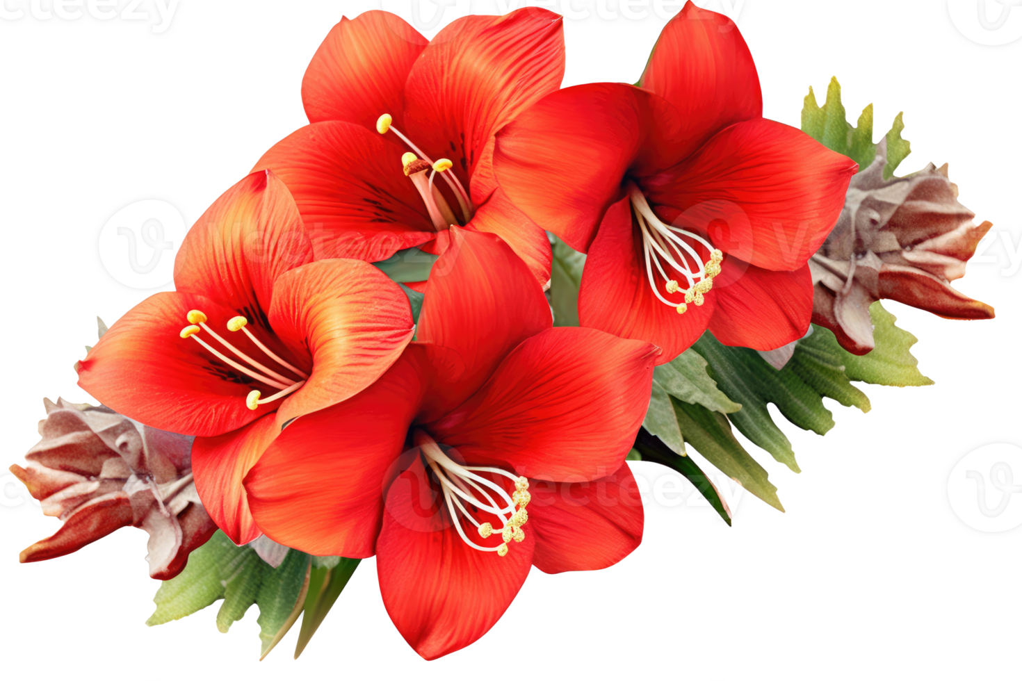 Red amaryllis flowers in a floral corner arrangement isolated on white or transparent background, png