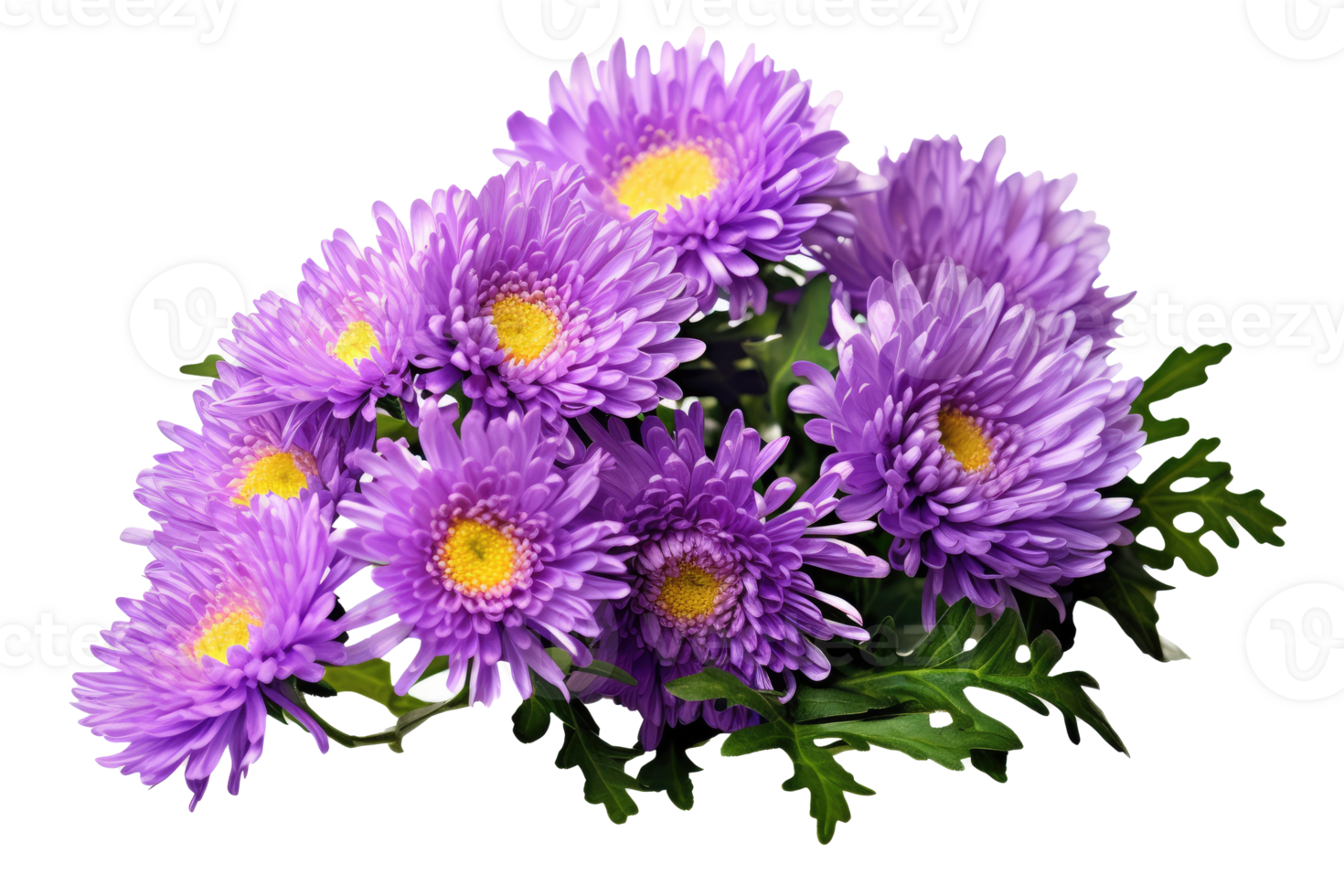Purple aster flowers in a floral arrangement isolated on white or transparent background, png