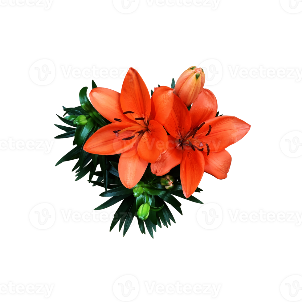 Lily bright orange flower head isolated cutout object side view, houseplant in pot floral bouquet, clipping path soft focus png