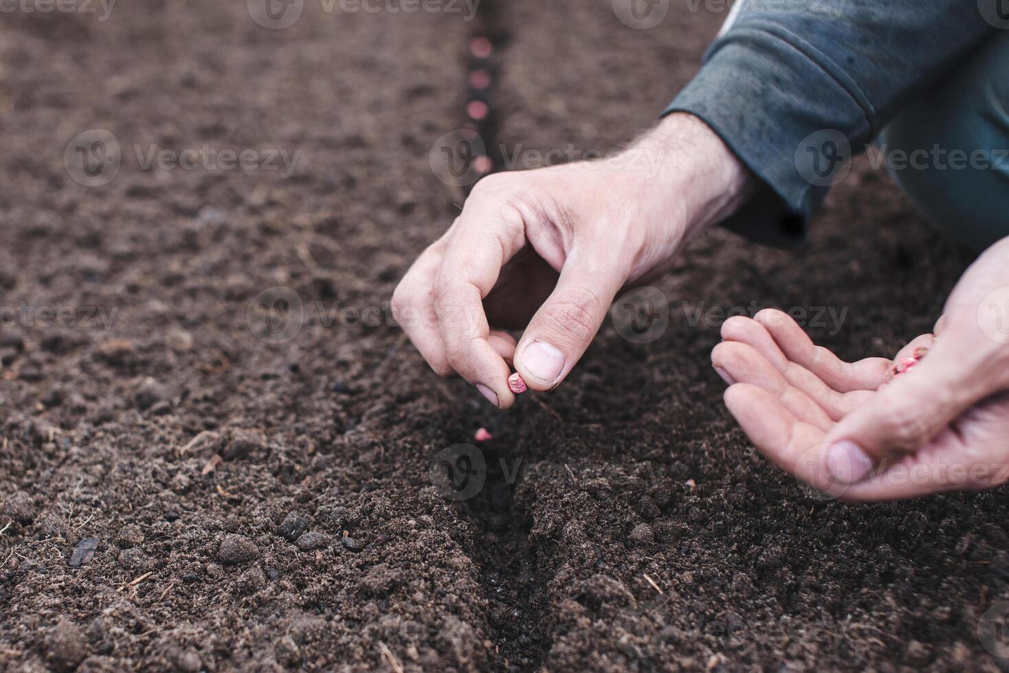 Hand planting seed in the vegetable garden. Spring sowing of seeds. photo
