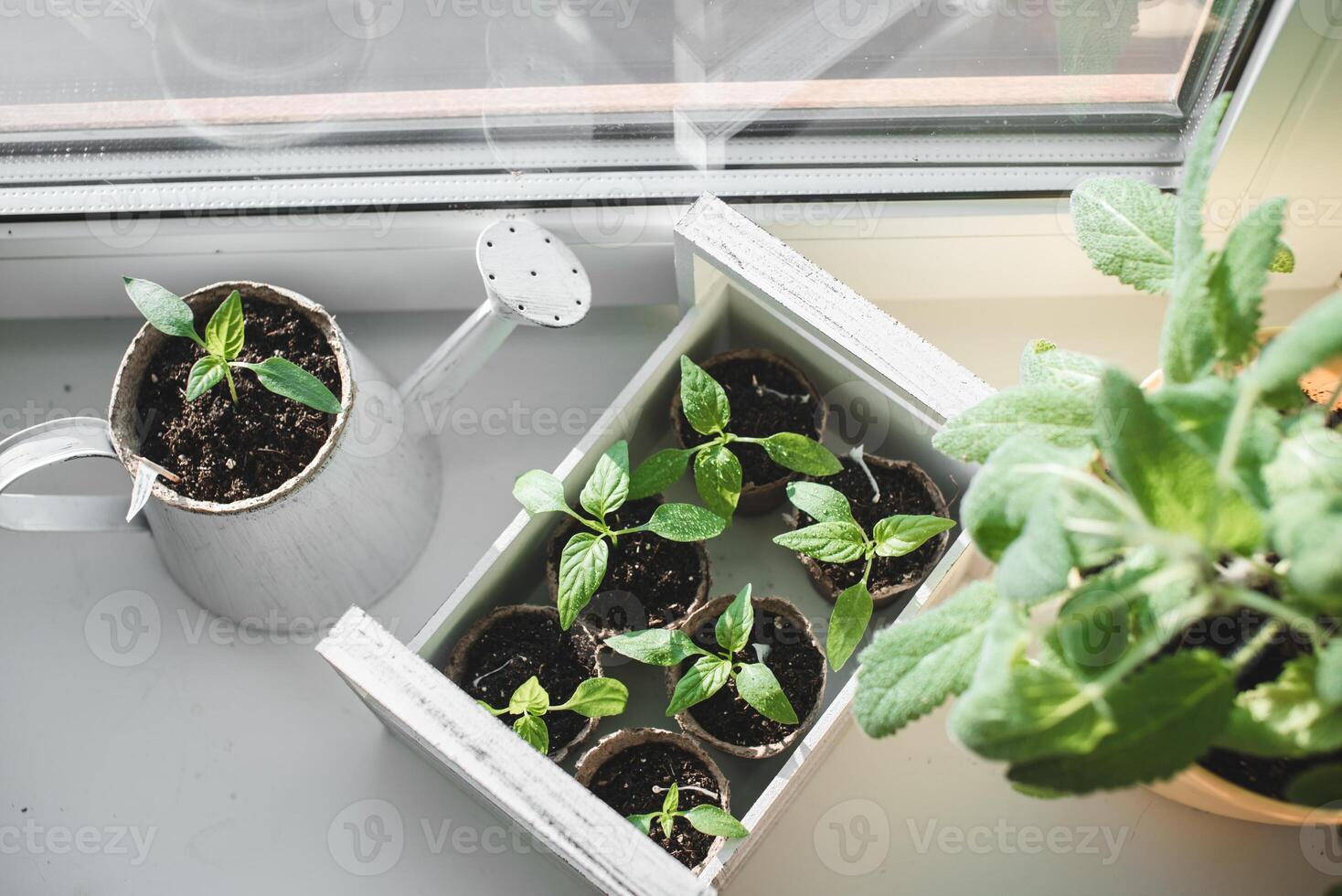 Seedlings of peppers in a white wooden box and a white planter on a white background. Spring gardening concept. photo