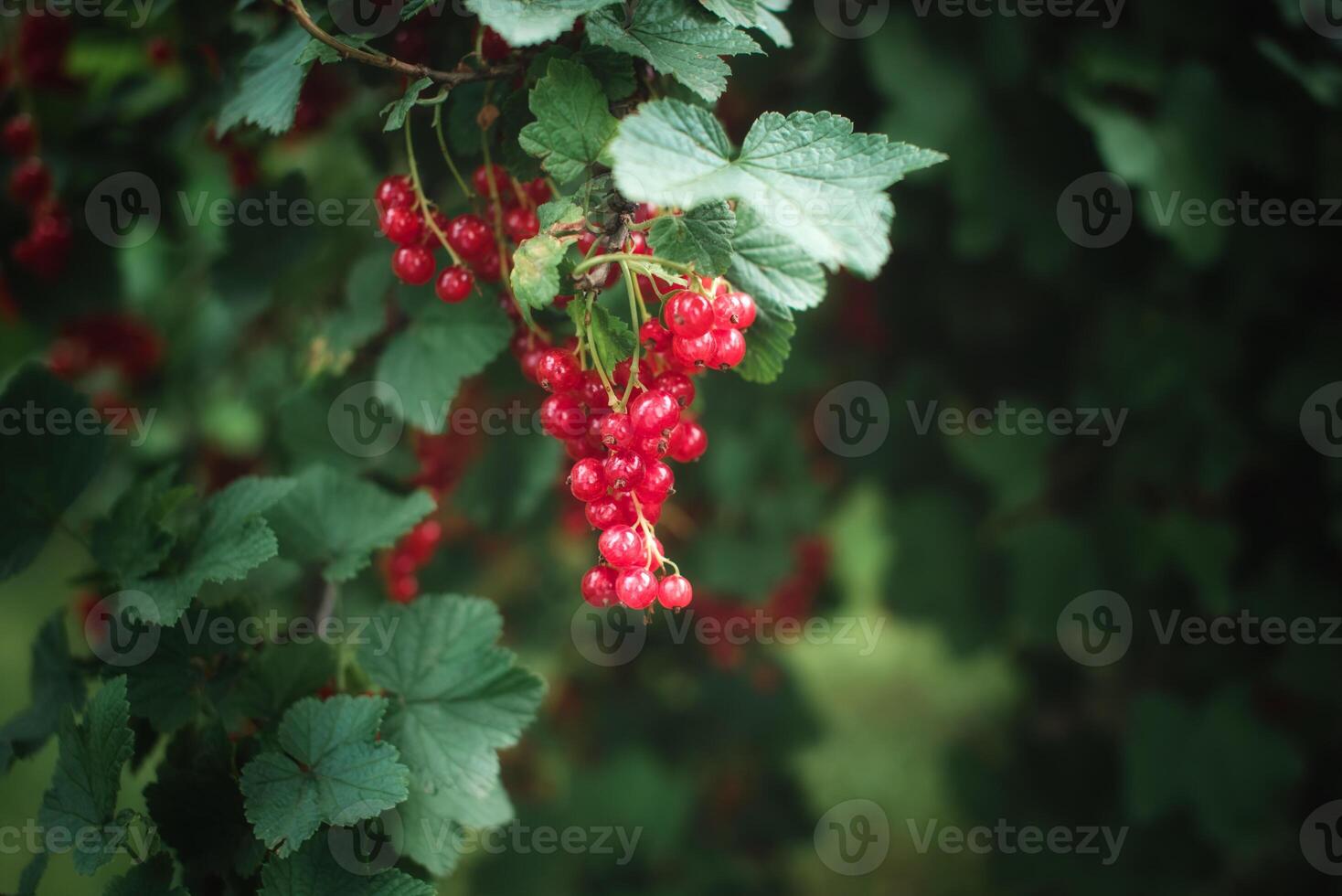Ripe red currant berries on a bush in the garden. Gardening. Summer Harvest. photo