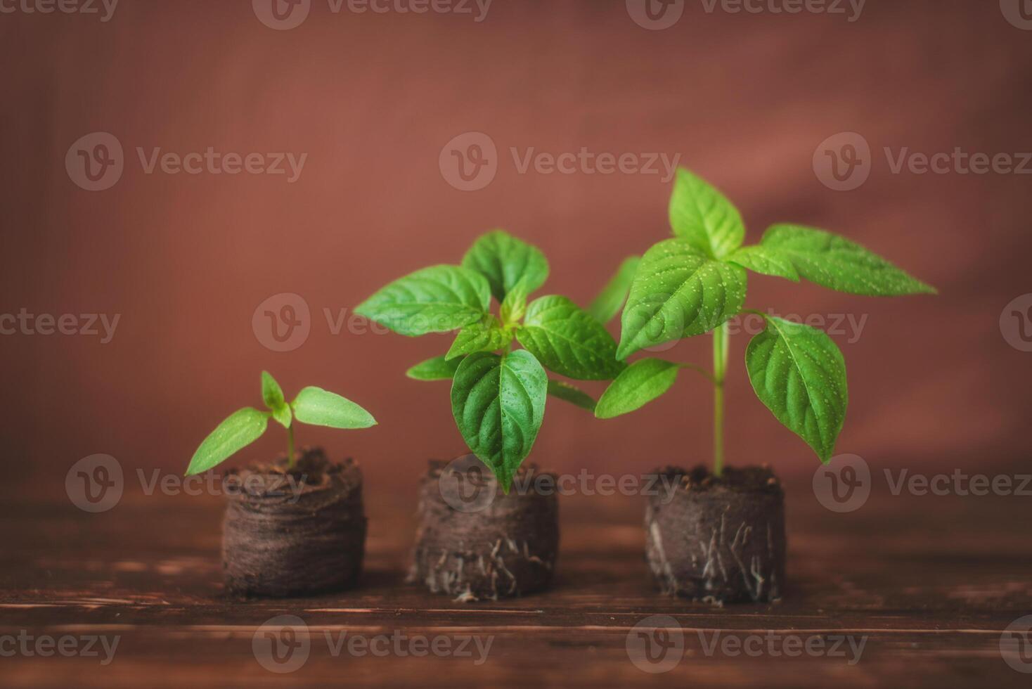 Green sprouts of peppers sprouted in peat tablets on a wooden background. Seedlings of peppers. photo