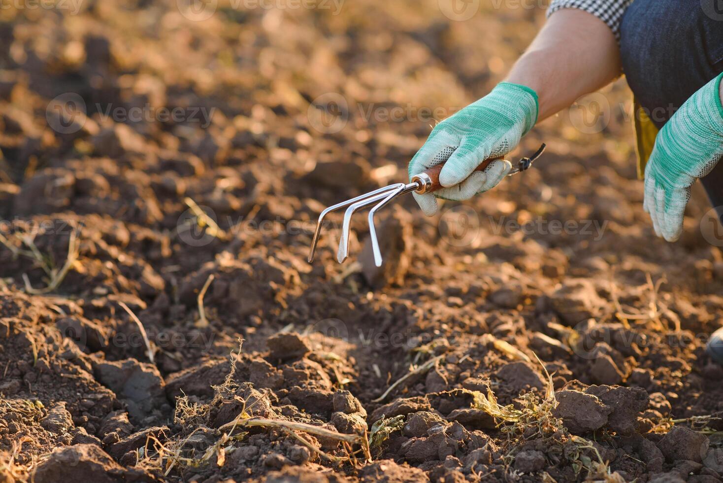 Farmer working in corn field with copy space photo