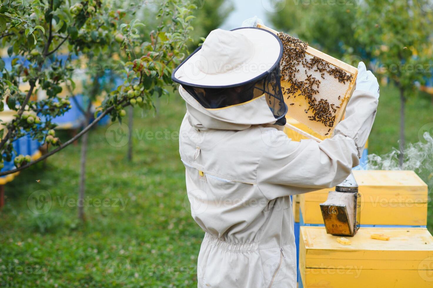 Beekeeper working collect honey. Beekeeping concept. photo