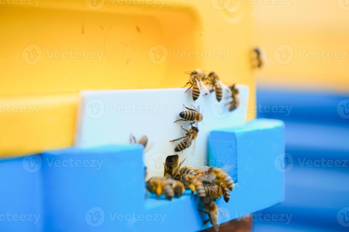 A lot of bees returning to bee hive and entering beehive with collected floral nectar and flower pollen. Swarm of bees collecting nectar from flowers. Healthy organic farm honey. photo