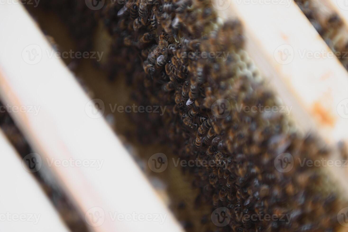 Close up view of the opened hive body showing the frames populated by honey bees photo