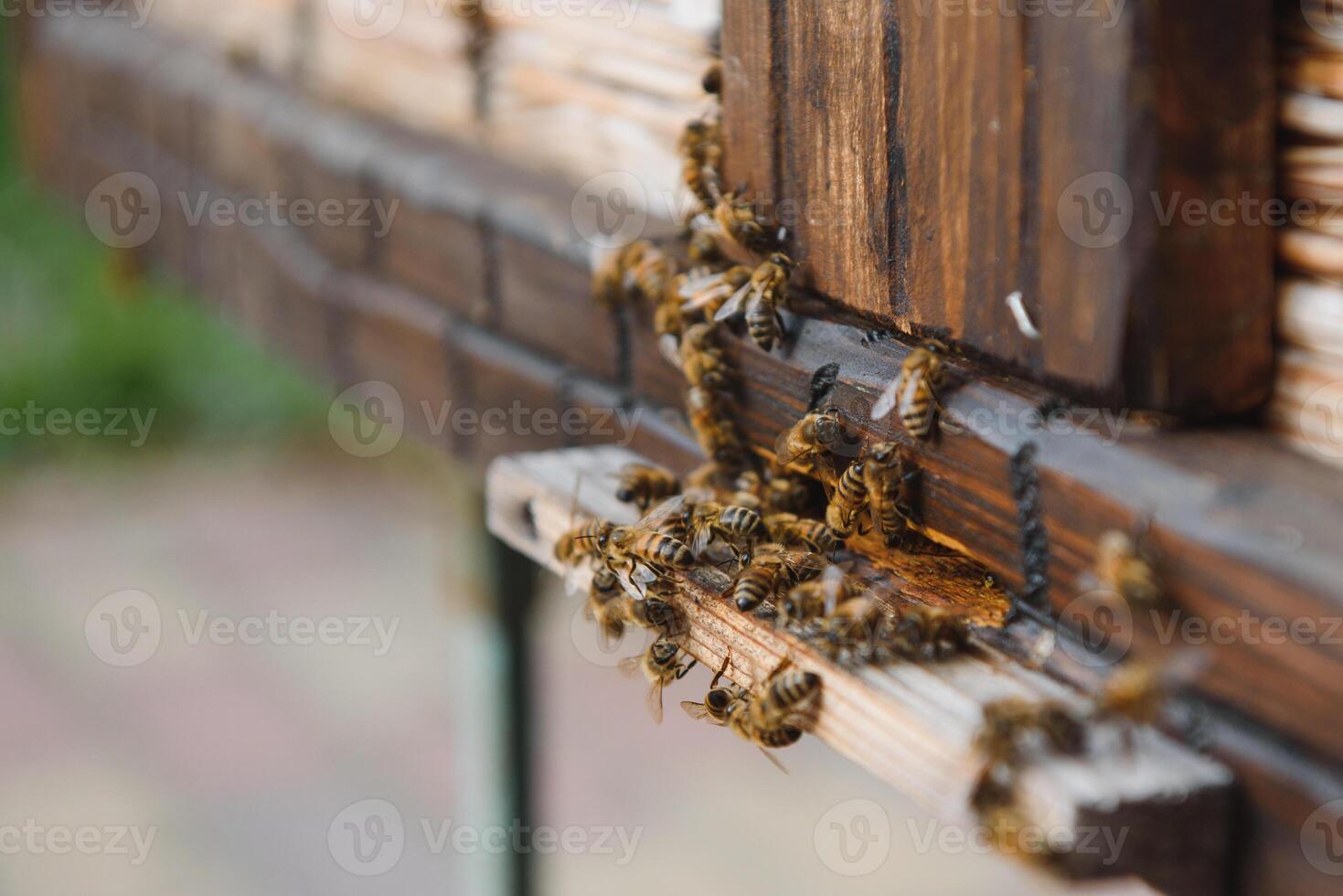 A lot of bees returning to bee hive and entering beehive with collected floral nectar and flower pollen. Swarm of bees collecting nectar from flowers. Healthy organic farm honey. photo