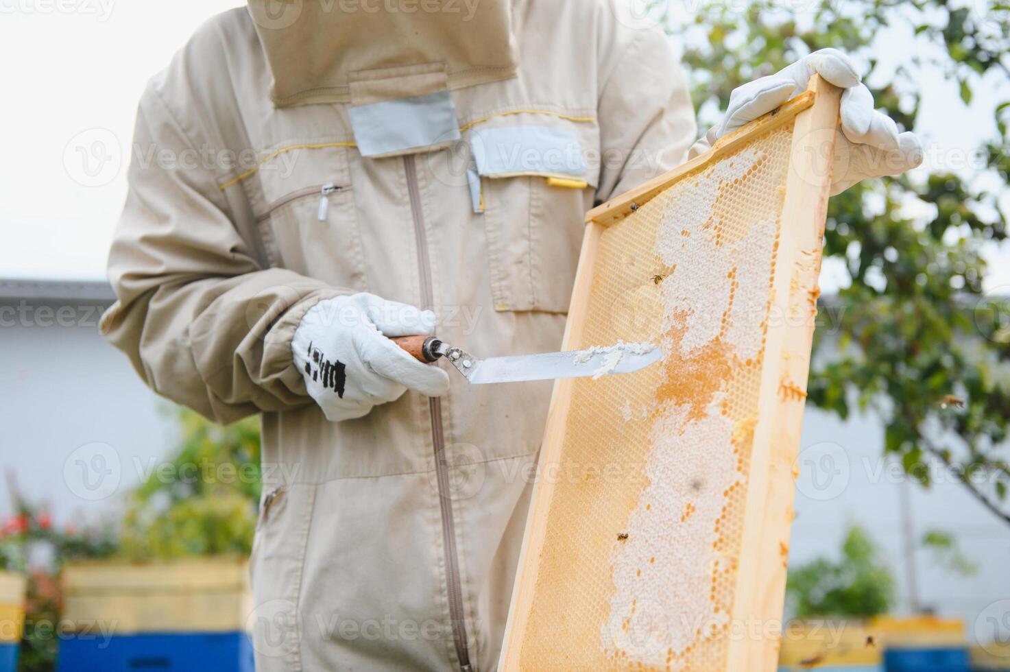 Beekeeper on apiary. Beekeeper is working with bees and beehives on the apiary. photo