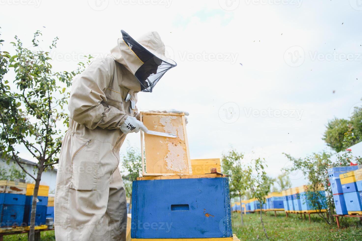 Beekeeper on apiary. Beekeeper is working with bees and beehives on the apiary. photo
