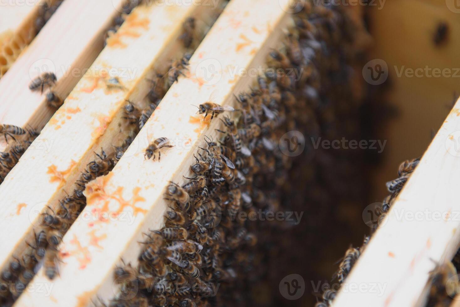 Close up view of the opened hive body showing the frames populated by honey bees photo