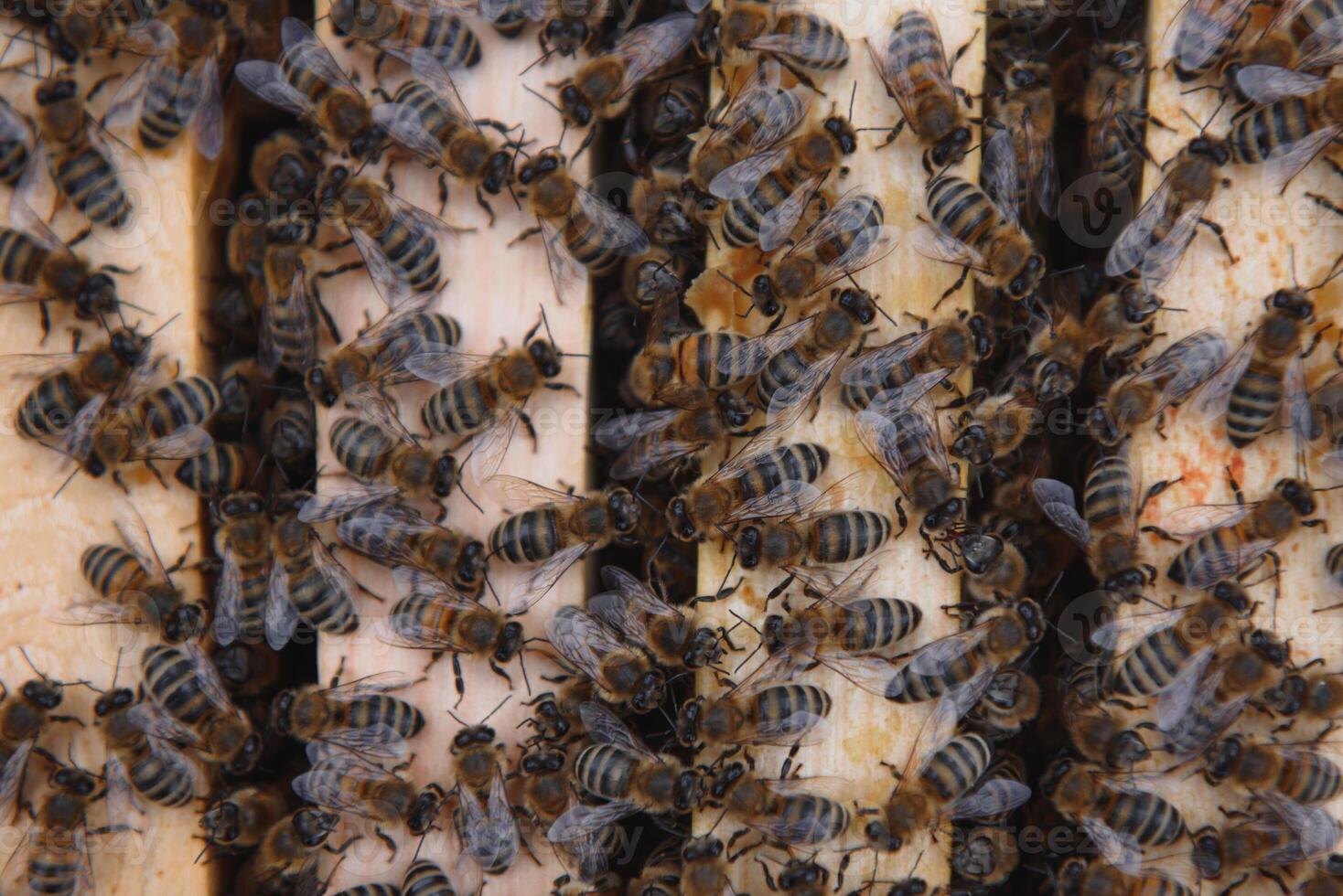 Close up view of the opened hive body showing the frames populated by honey bees photo