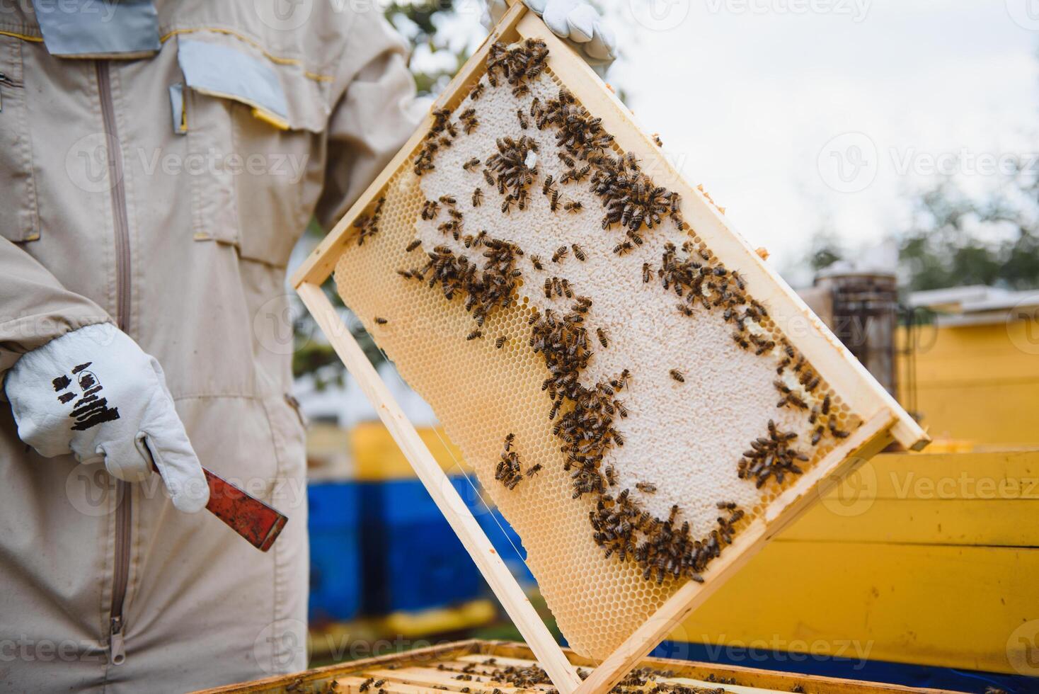 Beekeeper on apiary. Beekeeper is working with bees and beehives on the apiary. Apiculture. Copy space. photo