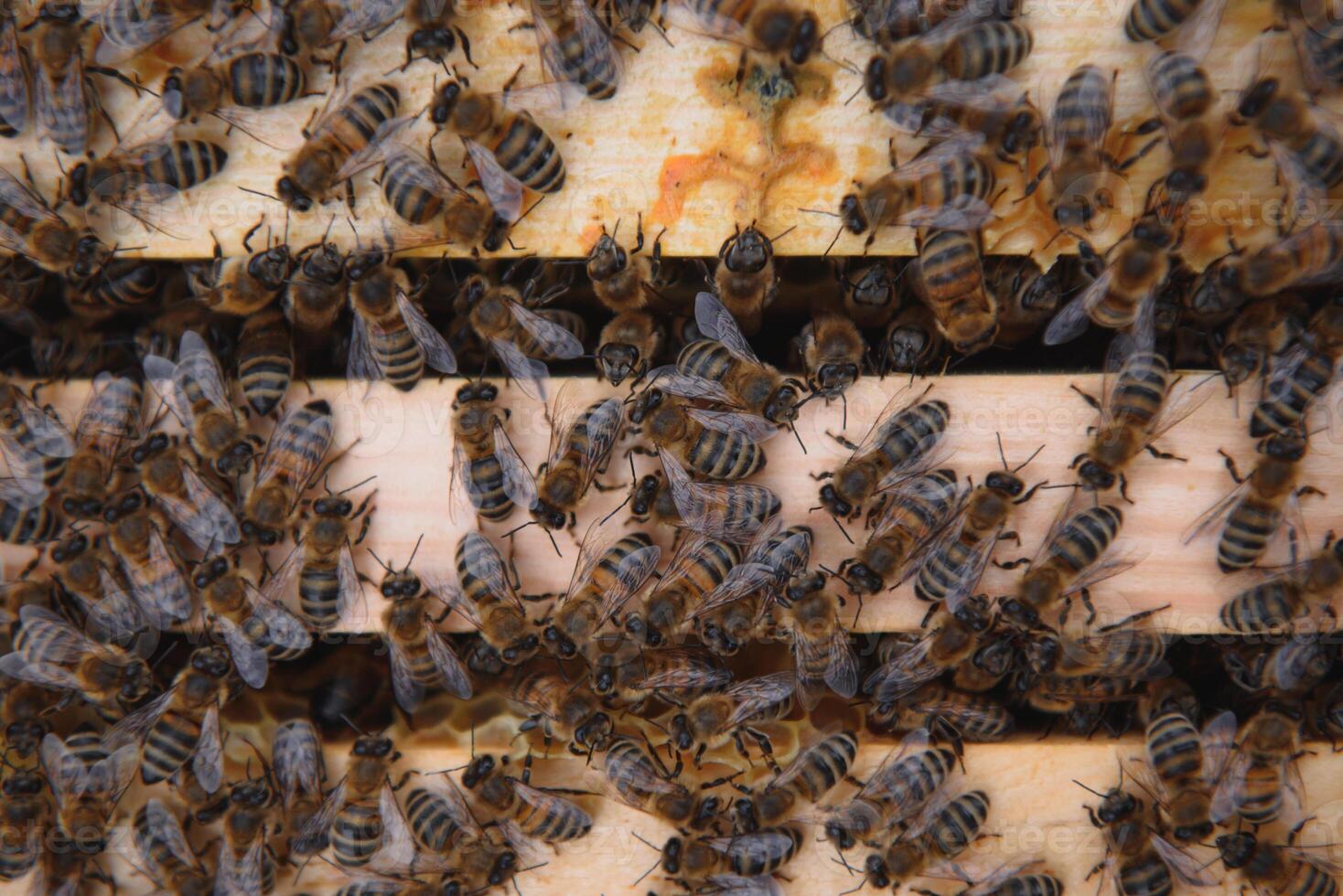 Bees on the honeycomb. Honey cell with bees. Apiculture. Apiary. Wooden beehive and bees. beehive with honey bees, frames of the hive, top view. Soft focus photo