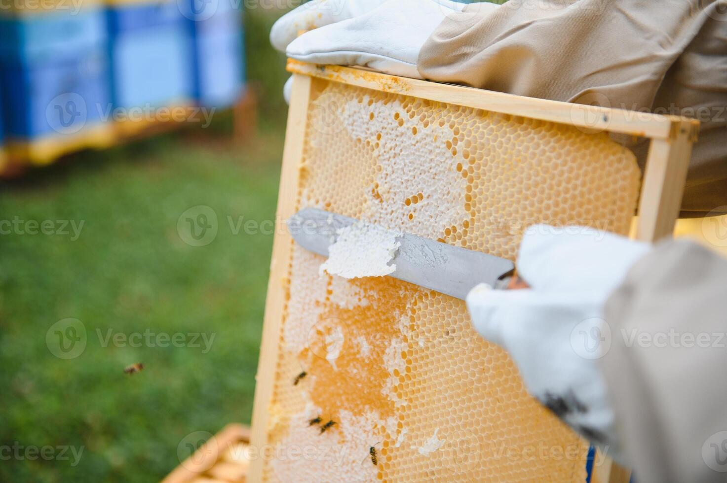 Beekeeping, beekeeper at work, bees in flight. photo